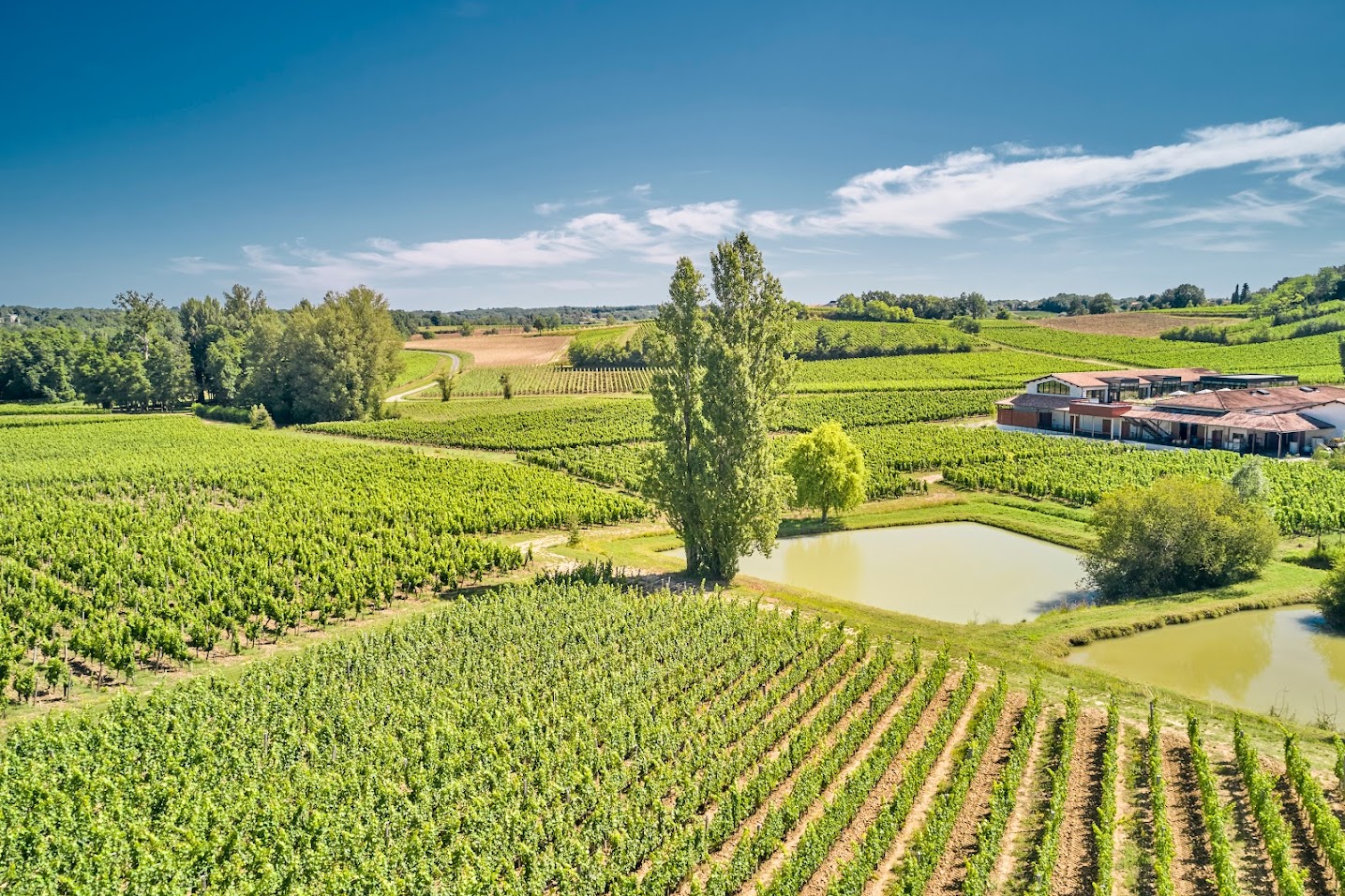 CHATEAU FLEUR CARDINALE - Vignoble