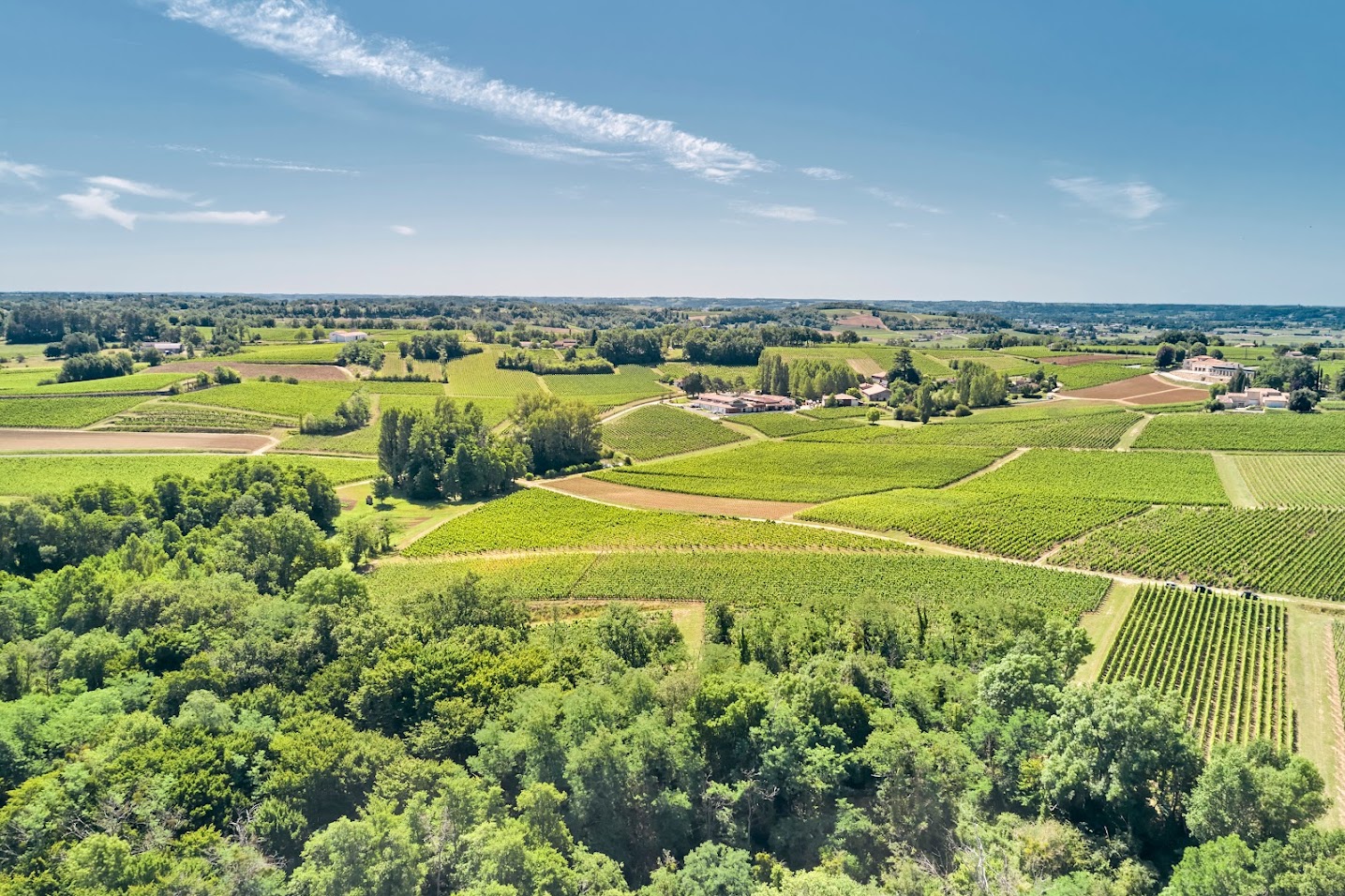 Vignoble vue drone